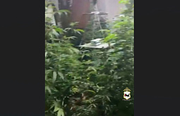 Житель Иркутска оборудовал квартиру для выращивания конопли 