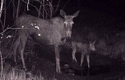 � ������� ����������� ������� ����� �����