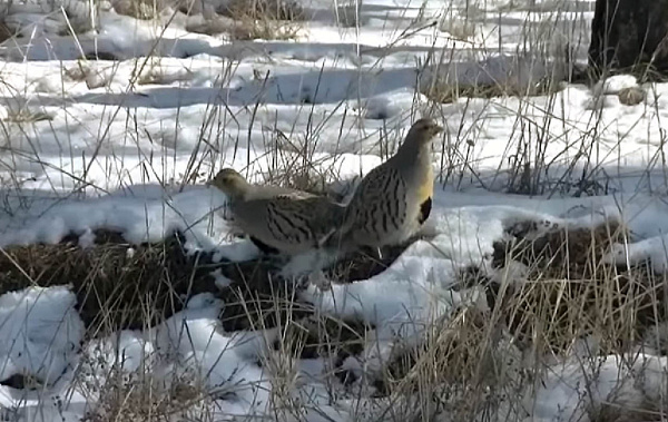 � ����������� ������� ������� �� ����� ����