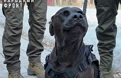 ������-������� �� �������� ������ ������ � ��� � �������� �� ������