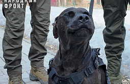 ������-������� �� �������� ������ ������ � ��� � �������� �� ������