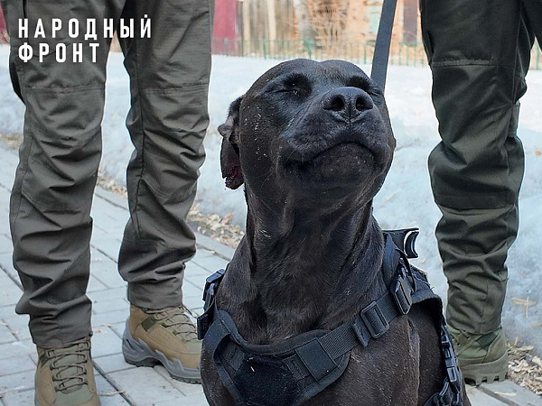 ������-������� �� �������� ������ ������ � ��� � �������� �� ������