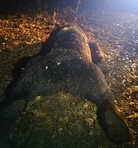 ������� ��������� �������, ���������� � ������ �������� �������� (�����)