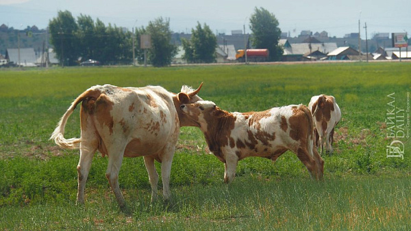 �������� ������ ������� ���������� ������ � �������