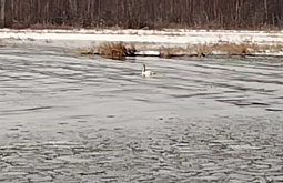 За отбившегося от стаи лебедя переживают люди на севере Бурятии