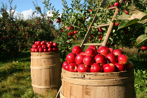 В Бурятии отметят «Яблочный спас»