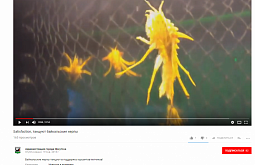     Satisfaction Challenge   