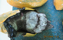 �� ���������� � ����� � ������ � ���� �������� ������� 18 ��� �������