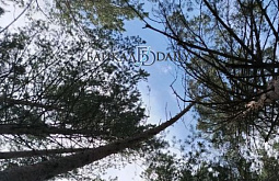 � ������� ��������� ��� ������ ������ 