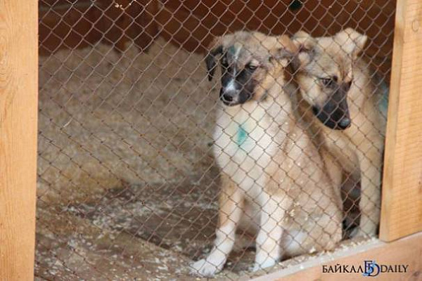 ������� ����-��� �������� ����� ��������� �������� �� ������