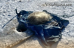 �� ������� ������ �����������