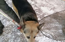 В Улан-Удэ мешают отлову собак 