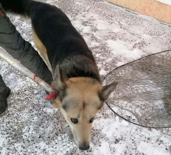 В Улан-Удэ мешают отлову собак 