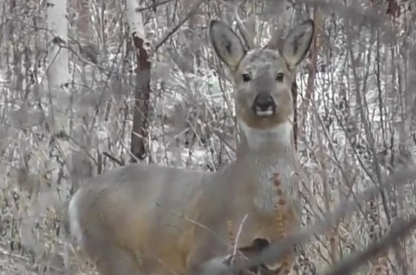 � ������� ���� ����������� �������� � ����� ������