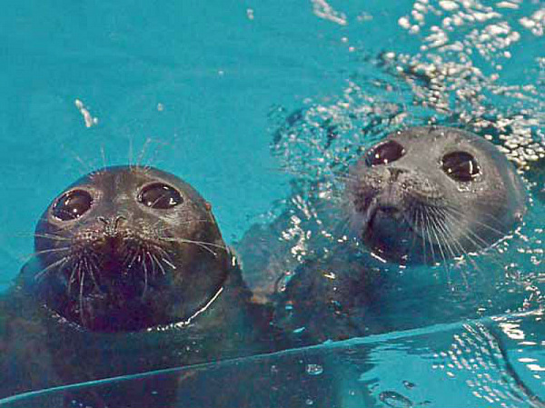 ������������ ���������� ���� �������� ����������� �����