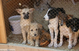 � ����-��� ����������� ����� �� ������ ����� �� 33 ��� 