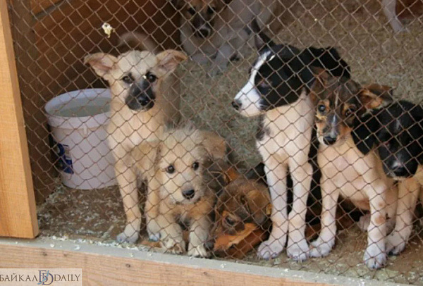 В Улан-Удэ завершились торги по отлову собак на 33 млн  В Улан-Удэ завершились торги по отлову собак на 33 млн