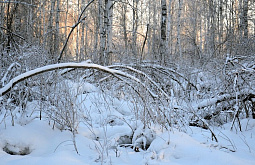 � ������� ������� ������ �� ������� ��� ����� � ������ 