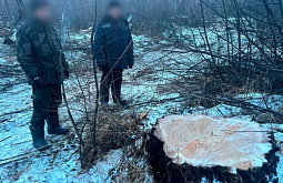 ������ ������� ������� ������� � �������� �� 3,7 ��� ������