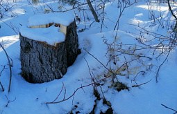 В Иркутской области «чёрный» лесоруб спилил деревья для стройки
