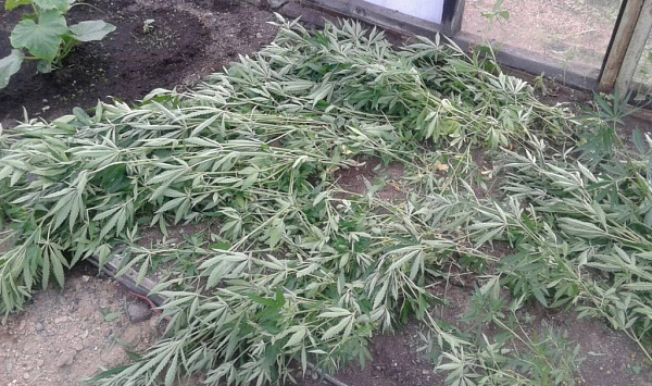 Читинец вырастил на огороде 180 кустов конопли 