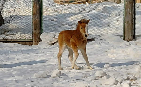 � ������� ����� ����-��� ���� ��� �������������� ��������