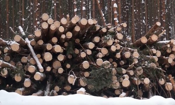 В Забайкалье односельчане срубили деревьев на миллион