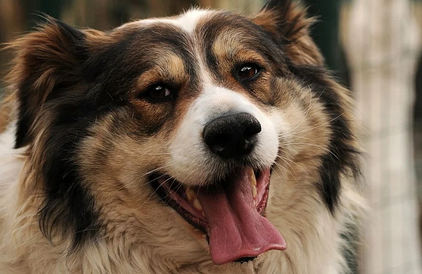 ����-������ ������ ���������� �� ��������� ���������� ����� 