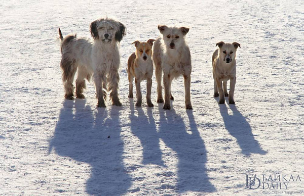 � ����-��� ��-�� ������������ ����� ������� ������ �� �������� �����