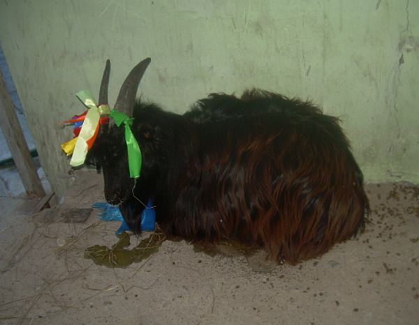 В Улан-Удэ после шаманского обряда разгуливал чёрный козёл