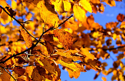 � ����-��� ��������� �� +8