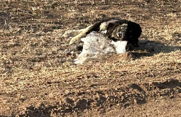 ������� ������� ������ �� ����������� ����� �������� ��� ������