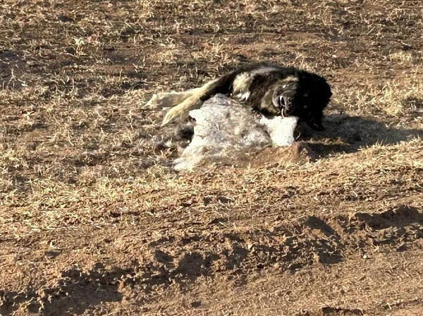 ������� ������� ������ �� ����������� ����� �������� ��� ������