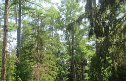 � ����-��� �������� ������ �� �������� �� ���� 