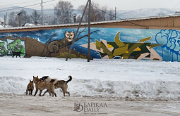 В Улан-Удэ вновь устроят облаву на бродячих собак