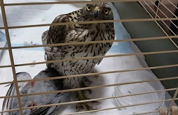 ���������� ��������� ������� �������� ������� �� ���� ����