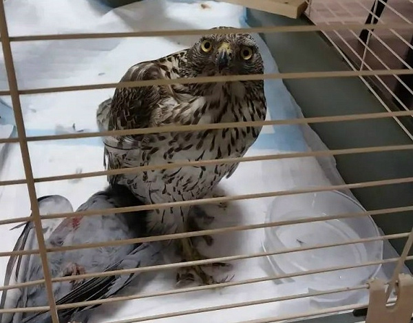 ���������� ��������� ������� �������� ������� �� ���� ����