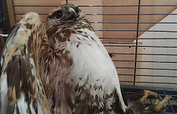 � ���� ��������� ������� ���������� ��������������� ����������