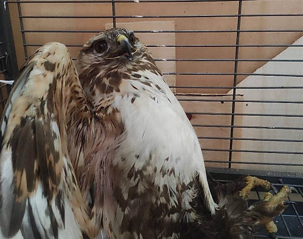 � ���� ��������� ������� ���������� ��������������� ����������