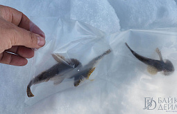 �� ������� ��������� ������ ������� ��-�� �������