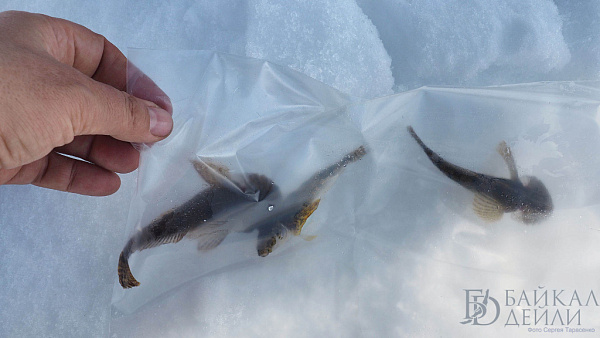 �� ������� ��������� ������ ������� ��-�� �������