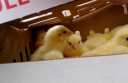 � ������� ��������� ����� 11 ����� ��������� ������ 