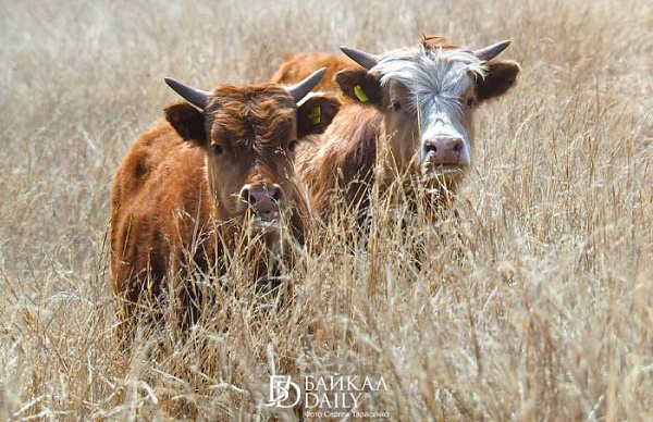 ����� ���������� ��������� ������� ������������ �������� �����