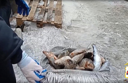 ���������� �� ������� ������� � ������� ����� �� 10 ��� ������