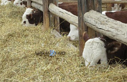 � ���� ������� ����������� ���������� ��-�� ������ � ���� �� ���