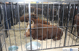 ����� �������: ������� ��������� ��������� �������� �����