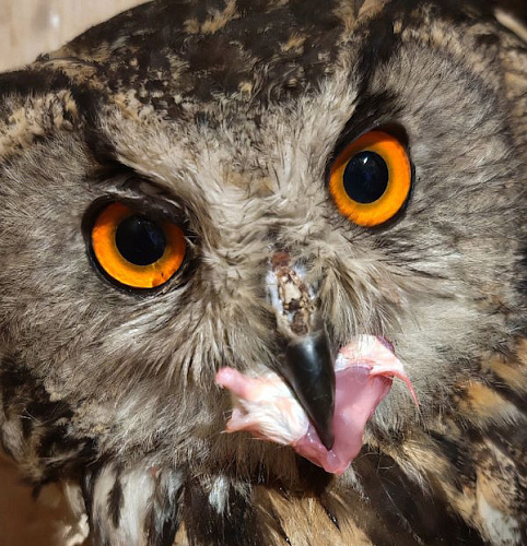 ������ �������� � ���������: � �������� ���������� ������ �� �������