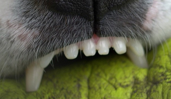 ����-������ ������� ����������� �� ���� �������� ������