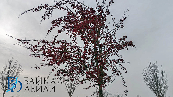 � ������� ����� ����������