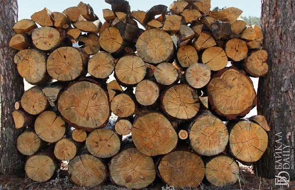 Улан-удэнец спилил деревья на Верхней Берёзовке на дрова 
